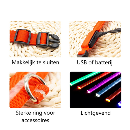 Lichtgevende hondenhalsband in alle kleuren en maten- oplaadbaar of met batterij